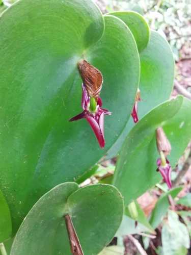 Pleurothallis phyllocardia image