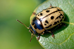 Gonioctena variabilis