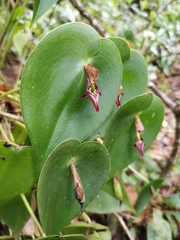 Pleurothallis phyllocardia