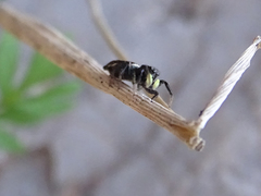 Heliophanus melinus