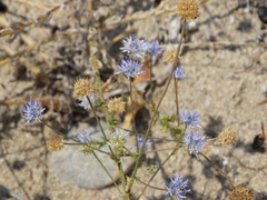 Jasione heldreichii