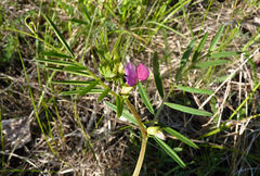 Vicia sativa nigra