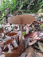 Amanita brunneolocularis