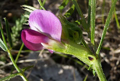 Vicia sativa nigra