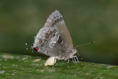 Michaelus thordesa