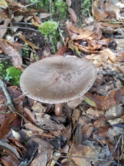 Amanita brunneolocularis