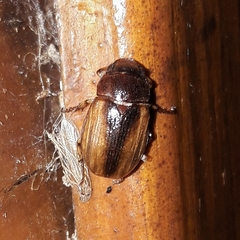 Leucothyreus marginaticollis