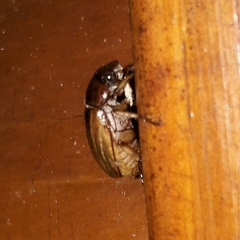 Leucothyreus marginaticollis