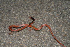 Dolichophis jugularis