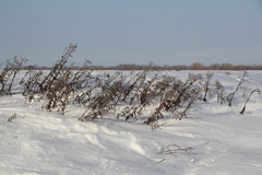 Jacobaea paludosa lanata