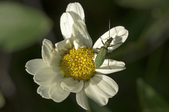 Chrysanthia viridissima