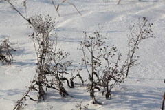 Jacobaea paludosa lanata