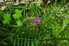 Vicia sativa nigra