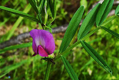 Vicia sativa nigra