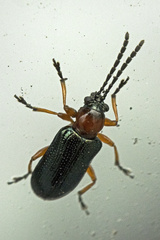 Oulema melanopus
