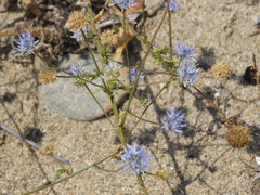 Jasione heldreichii