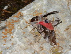 Smerinthus kindermannii