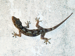 Hemidactylus platycephalus