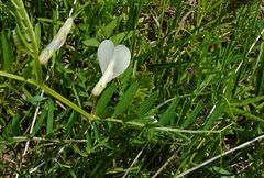Vicia michauxii