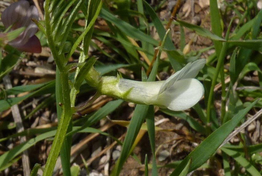 Vicia michauxii