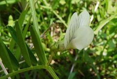 Vicia michauxii