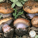 Cortinarius vesterholtii - Photo (c) Federico Calledda, some rights reserved (CC BY-NC), uploaded by Federico Calledda