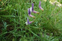 Vicia subvillosa