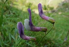 Vicia subvillosa