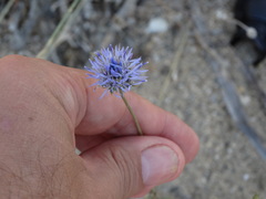 Jasione heldreichii