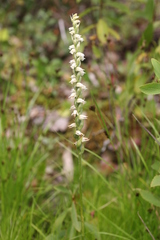 Spiranthes casei
