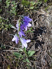 Campanula collina