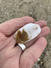 Crepidula nummaria