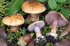 Cortinarius sancti-felicis