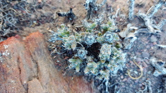 Trichodiadema marlothii