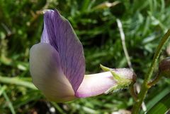 Vicia subvillosa