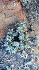 Trichodiadema marlothii