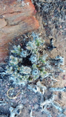 Trichodiadema marlothii