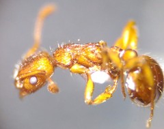 Myrmica