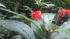 Kohleria inaequalis