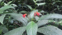Kohleria inaequalis
