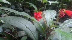 Kohleria inaequalis