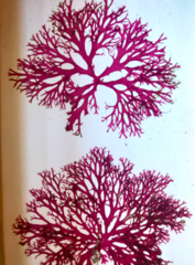 Callophyllis flabellulata