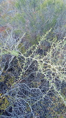 Asparagus burchellii