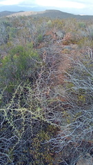 Asparagus burchellii