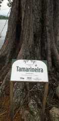 Tamarindus
