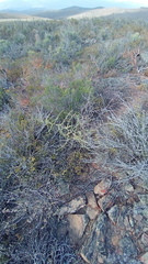 Asparagus burchellii