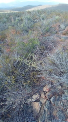 Asparagus burchellii