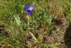 Gentiana olivieri