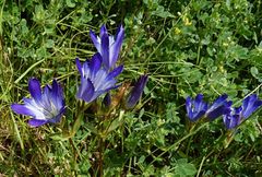 Gentiana olivieri