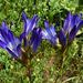 Gentiana olivieri - Photo (c) lougarou, some rights reserved (CC BY-NC), uploaded by lougarou